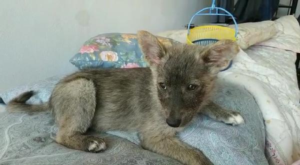 Gaia, Dolce Lupetta Di 3 Mesi